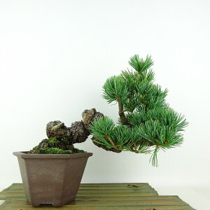 ~  ܗt  ㉺ 19cm 悤܂ Pinus parviflora SE}c }c ΐjt Ϗܗp i i