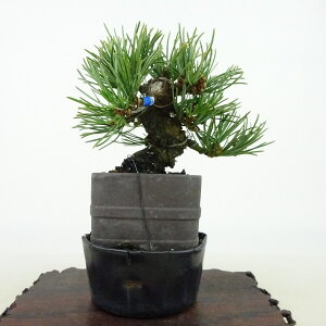 ~  ܗt  9cm 悤܂ Pinus parviflora SE}c }c ΐjt Ϗܗp i i
