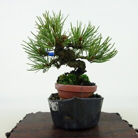 盆栽 松 五葉松 樹高 約10cm ごようまつ Pinus parviflora ゴヨウマツ マツ科 常緑針葉樹 観賞用 小品 現品