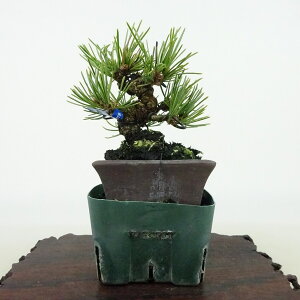 ~  ܗt  9cm 悤܂ Pinus parviflora SE}c }c ΐjt Ϗܗp i i