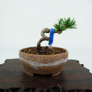 ~  ܗt  5cm 悤܂ Pinus parviflora SE}c }c ΐjt Ϗܗp i i 