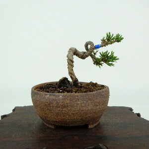 ~  ܗt  5cm 悤܂ Pinus parviflora SE}c }c ΐjt Ϗܗp i i 