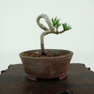~  ܗt  6cm 悤܂ Pinus parviflora SE}c }c ΐjt Ϗܗp i i 