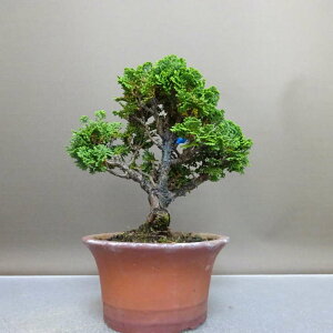 ~ O ÎRO  17cm ܂Ђ̂ Chamaecyparis obtusa c}qmL qmL Ύ ӏ Ϗܗp i i 