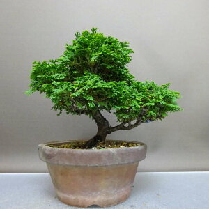 ~ O ÎRO  17cm ܂Ђ̂ Chamaecyparis obtusa c}qmL qmL Ύ ӏ Ϗܗp i i