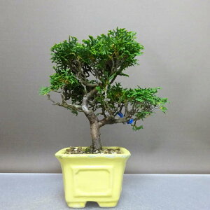 ~ O ÎRO  17cm ܂Ђ̂ Chamaecyparis obtusa c}qmL qmL Ύ ӏ Ϗܗp i i 