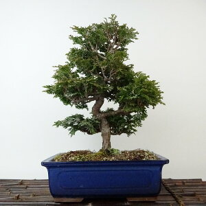 ~ O ÎRO  27cm ܂Ђ̂ Chamaecyparis obtusa c}qmL qmL Ύ Ϗܗp i 