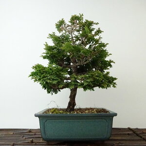 ~ O ÎRO  21cm ܂Ђ̂ Chamaecyparis obtusa c}qmL qmL Ύ Ϗܗp i 