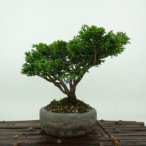 ~ O ÎRO  17cm ܂Ђ̂ Chamaecyparis obtusa c}qmL qmL Ύ Ϗܗp i i 