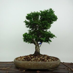 ~ O ÎRO  28cm ܂Ђ̂ Chamaecyparis obtusa c}qmL qmL Ύ Ϗܗp i 