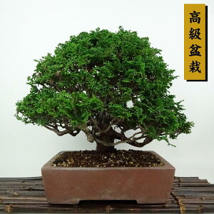 ~ O ÎRO  25cm ܂Ђ̂ ~ Chamaecyparis obtusa c}qmL qmL Ύ Ϗܗp i