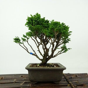 ~ O ÎRO  14cm ܂Ђ̂ Chamaecyparis obtusa c}qmL qmL Ύ Ϗܗp i i 