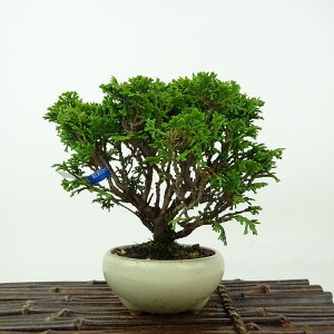 ~ O ÎRO  13cm ܂Ђ̂ Chamaecyparis obtusa c}qmL qmL Ύ Ϗܗp i i 