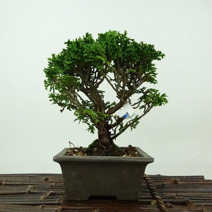 ~ O ÎRO  15cm ܂Ђ̂ Chamaecyparis obtusa c}qmL qmL Ύ Ϗܗp i i 