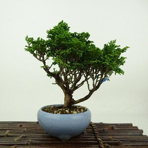 ~ O ÎRO  14cm ܂Ђ̂ Chamaecyparis obtusa c}qmL qmL Ύ Ϗܗp i i 