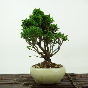 ~ O ÎRO  15cm ܂Ђ̂ Chamaecyparis obtusa c}qmL qmL Ύ Ϗܗp i i 