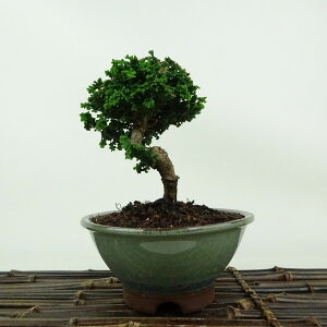 ~ O ΉO  12cm Ђ̂ Chamaecyparis obtusa ZbJqmL qmL Ύ Ϗܗp i i 