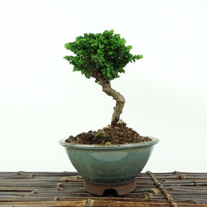 ~ O ΉO  14cm Ђ̂ Chamaecyparis obtusa ZbJqmL qmL Ύ Ϗܗp i i 