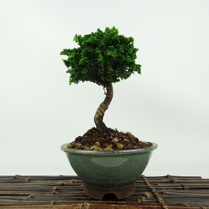 ~ O ΉO  17cm Ђ̂ Chamaecyparis obtusa ZbJqmL qmL Ύ Ϗܗp i i 