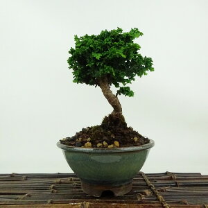 ~ O ΉO  15cm Ђ̂ Chamaecyparis obtusa ZbJqmL qmL Ύ Ϗܗp i i 