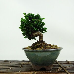 ~ O ΉO  12cm Ђ̂ Chamaecyparis obtusa ZbJqmL qmL Ύ Ϗܗp i i 