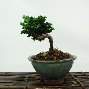 ~ O ΉO  11cm Ђ̂ Chamaecyparis obtusa ZbJqmL qmL Ύ Ϗܗp i i 