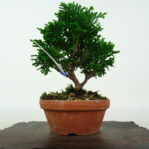 ~ O ÎRO  10cm ܂Ђ̂ Chamaecyparis obtusa c}qmL qmL Ύ Ϗܗp i i