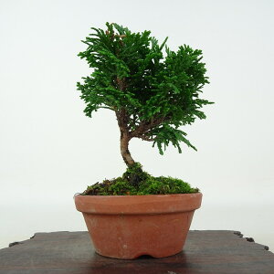 ~ O ÎRO  10cm ܂Ђ̂ Chamaecyparis obtusa c}qmL qmL Ύ Ϗܗp i i