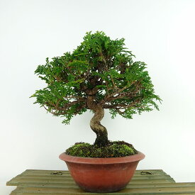 盆栽 桧 樹高 約21cm ひのき Chamaecyparis obtusa ヒノキ ヒノキ科 常緑樹 観賞用 現品
