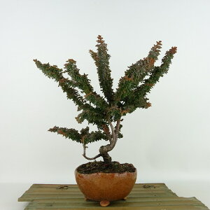 ~ O ΉO  25cm Ђ̂ Chamaecyparis obtusa ZbJqmL qmL Ύ Ϗܗp i 