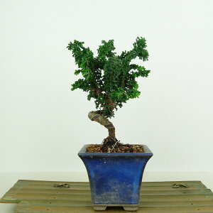 ~ O ΉO  15cm Ђ̂ Chamaecyparis obtusa ZbJqmL qmL Ύ Ϗܗp i i