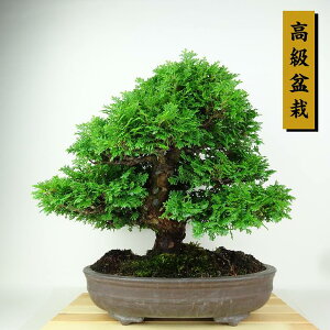 ~ O ARO  35cm Ђ̂ ~ Chamaecyparis obtuse qmL qmL Ύ Ϗܗp i