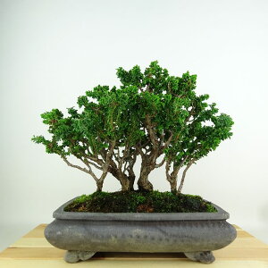 ~ O ΉO  21cm Ђ̂ Chamaecyparis obtusa ZbJqmL qmL Ύ Ϗܗp i