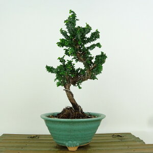 ~ O ΉO  20cm Ђ̂ Chamaecyparis obtusa ZbJqmL qmL Ύ Ϗܗp i i