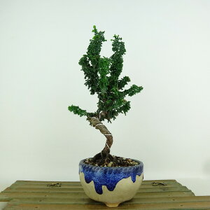 ~ O ΉO  20cm Ђ̂ Chamaecyparis obtusa ZbJqmL qmL Ύ Ϗܗp i i