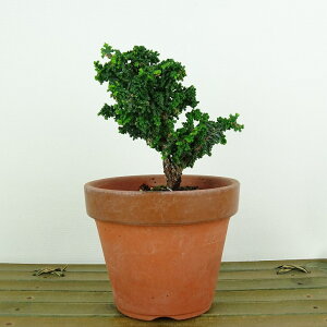 ~ O ΉO  9cm Ђ̂ Chamaecyparis obtusa ZbJqmL qmL Ύ Ϗܗp i i