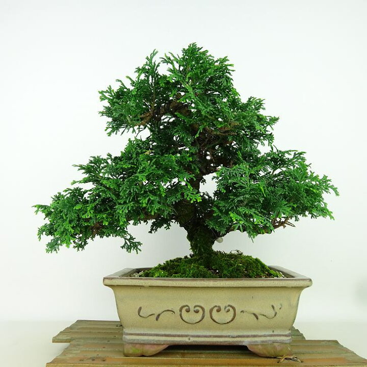 楽天市場】盆栽 桧 津山桧 樹高 約22cm つやまひのき Chamaecyparis 