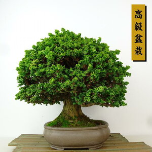 ~ O ΉO  22cm Ђ̂ ~ Chamaecyparis obtusa ZbJqmL qmL Ύ Ϗܗp i