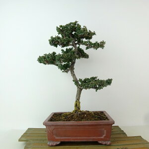 ~ O ΉO  27cm Ђ̂ Chamaecyparis obtusa ZbJqmL qmL Ύ Ϗܗp i 