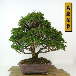 ~ O ÎRO  27cm ܂Ђ̂ ~ Chamaecyparis obtusa c}qmL qmL Ύ Ϗܗp i