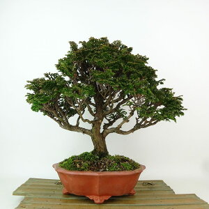 ~ O ÎRO  23cm ܂Ђ̂ Chamaecyparis obtusa c}qmL qmL Ύ Ϗܗp i