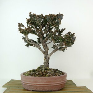 ~ O ΉO  25cm Ђ̂ Chamaecyparis obtusa ZbJqmL qmL Ύ Ϗܗp i 