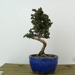 盆栽 桧 石化桧 樹高 約15cm せっかひのき Chamaecyparis obtusa セッカヒノキ ヒノキ科 常緑樹 観賞用 小品 現品