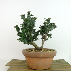 ~ O ΉO  18cm Ђ̂ Chamaecyparis obtusa ZbJqmL qmL Ύ Ϗܗp i i 