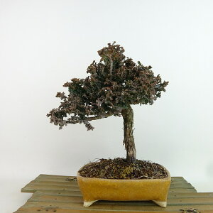~ O ΉO  19cm Ђ̂ Chamaecyparis obtusa ZbJqmL qmL Ύ Ϗܗp i i 
