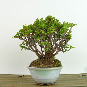 ~ O ÎRO  13cm ܂Ђ̂ Chamaecyparis obtusa c}qmL qmL Ύ Ϗܗp i i 