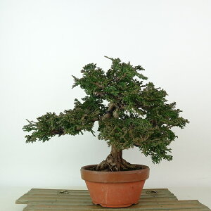 ~ O ÎRO  19cm ܂Ђ̂ Chamaecyparis obtusa c}qmL W qmL Ύ Ϗܗp i i