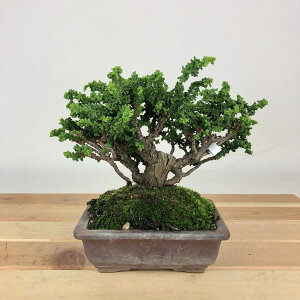 ~ O ΉO  12cm Ђ̂ Chamaecyparis obtusa ZbJqmL qmL Ύ Ϗܗp i i 