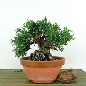 盆栽 一位 樹高 約10cm いちい Taxus cuspidata イチイ イチイ科 常緑針葉樹 観賞用 小品 現品