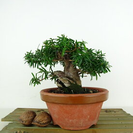 盆栽 一位 樹高 約12cm いちい Taxus cuspidata イチイ イチイ科 常緑針葉樹 観賞用 小品 現品